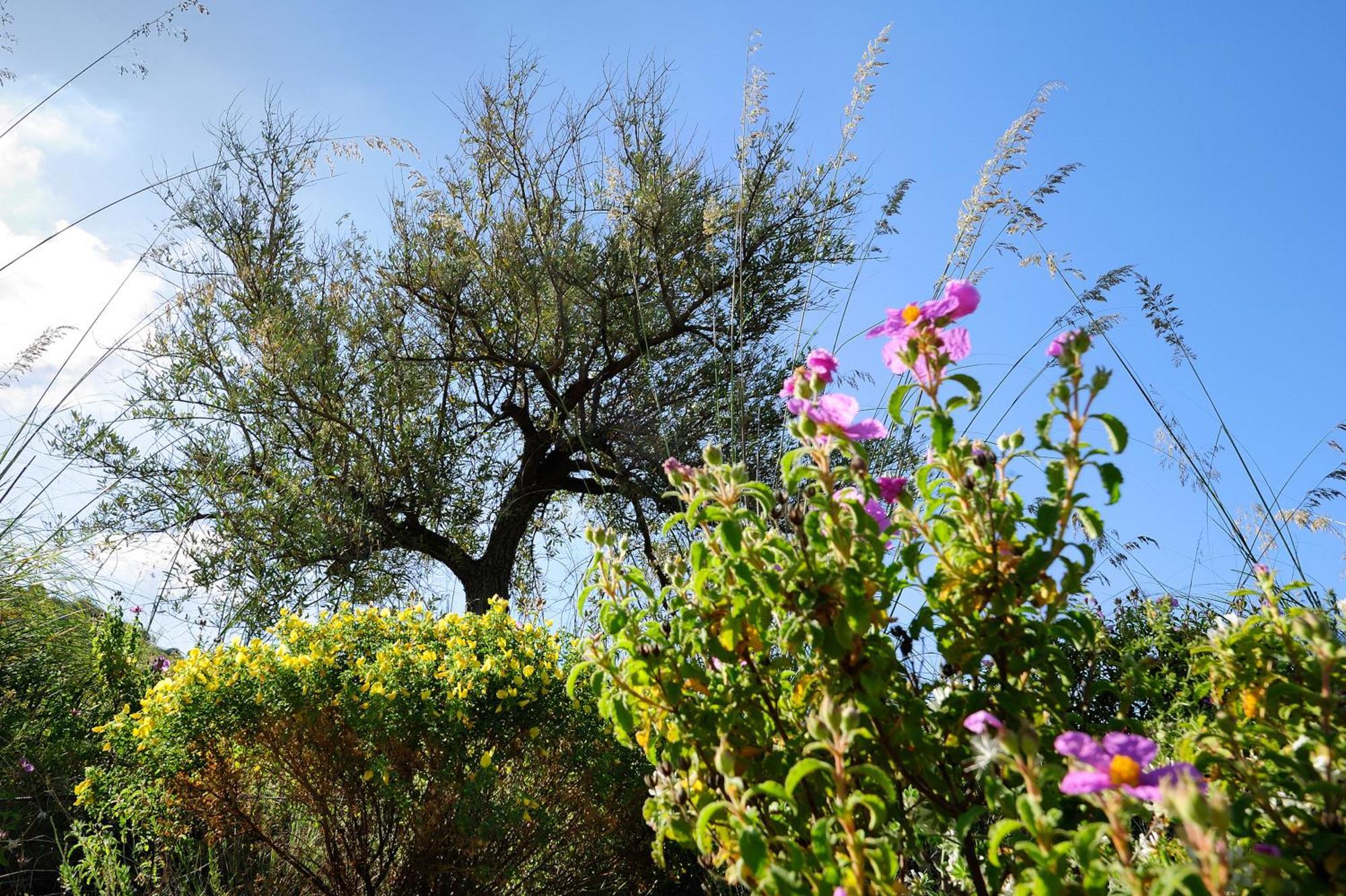 Kallikoros Country Resort & Spa Noto Kültér fotó