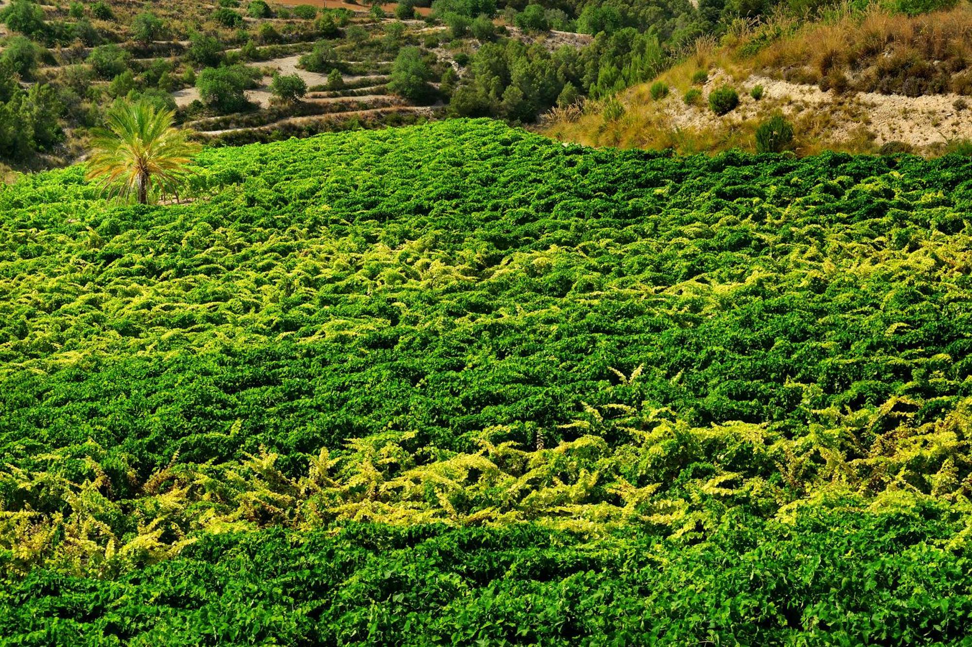 Kallikoros Country Resort & Spa Noto Kültér fotó