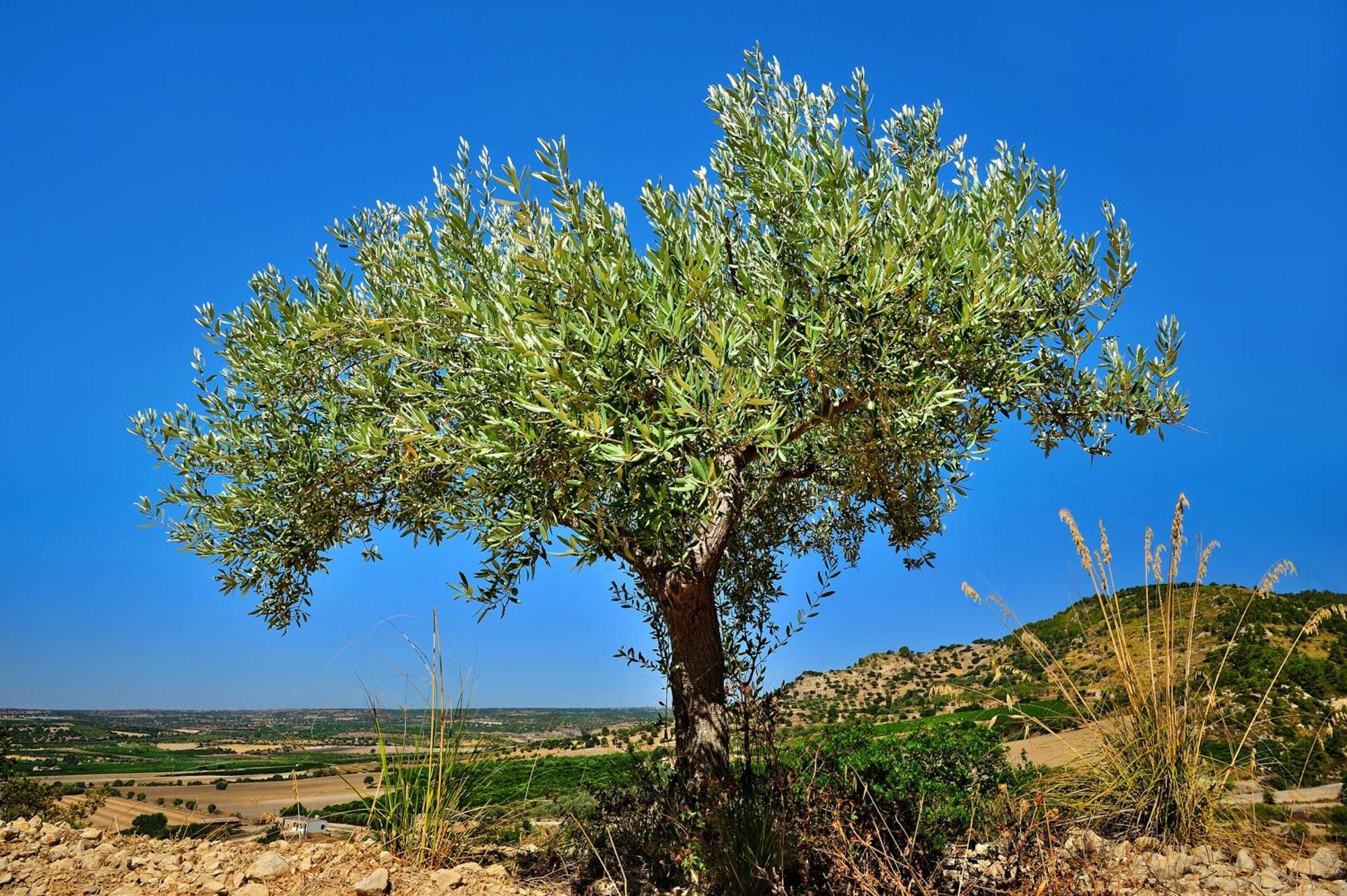 Kallikoros Country Resort & Spa Noto Kültér fotó