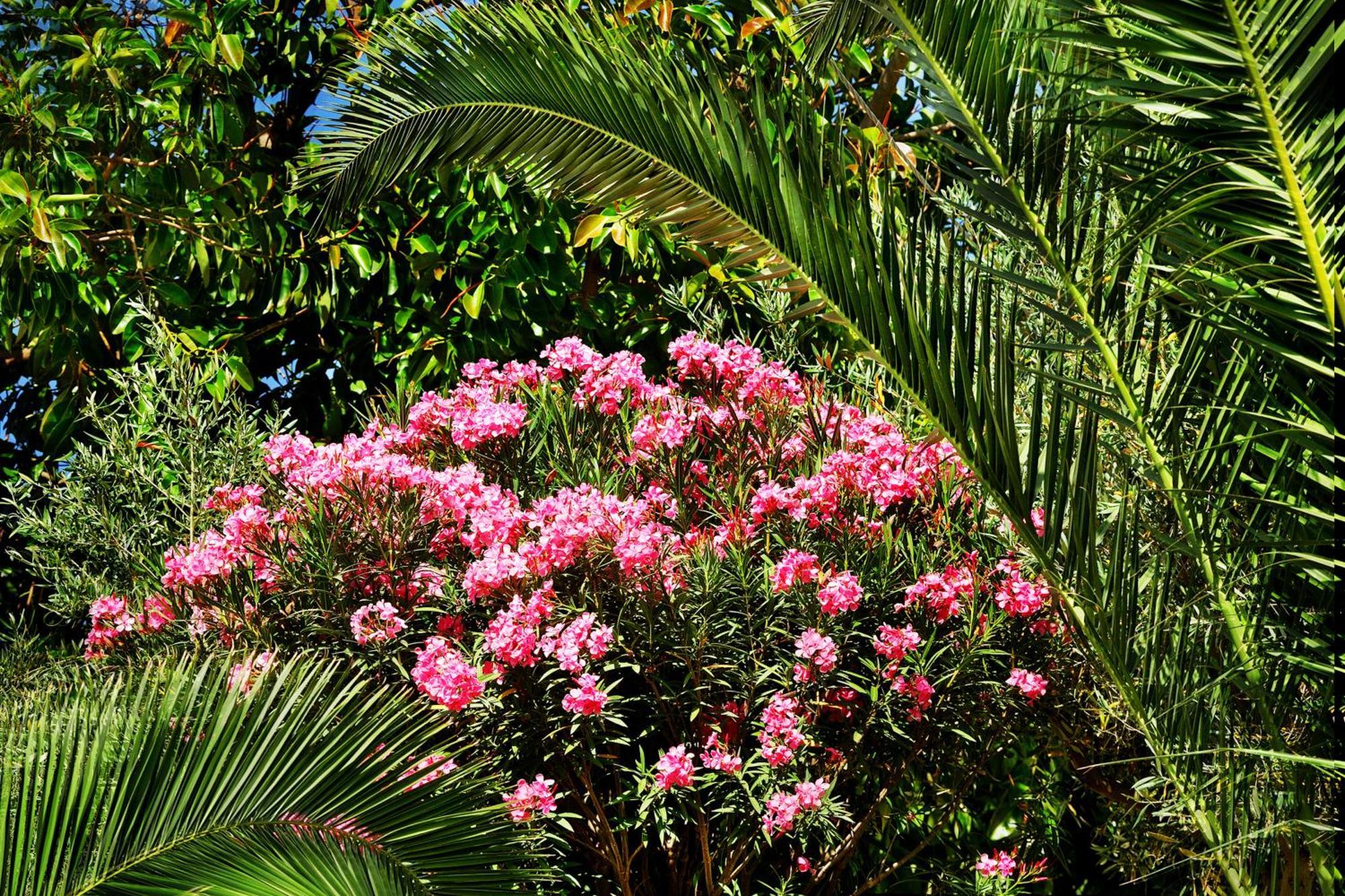 Kallikoros Country Resort & Spa Noto Kültér fotó