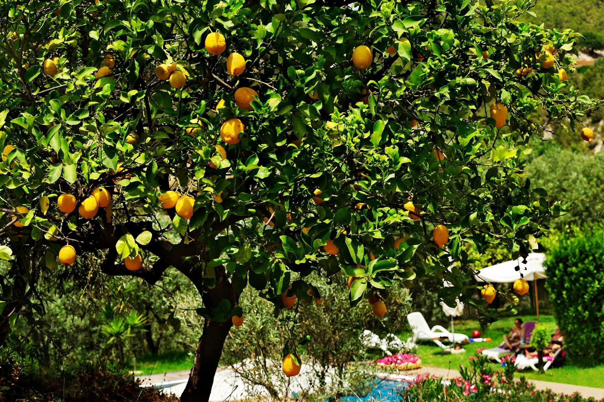Kallikoros Country Resort & Spa Noto Kültér fotó
