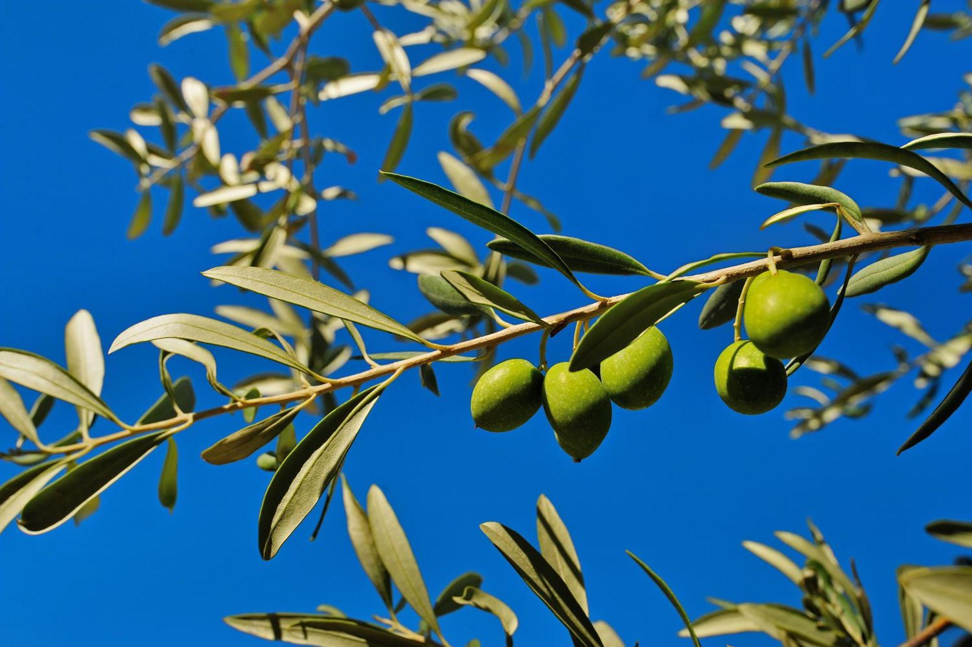 Kallikoros Country Resort & Spa Noto Kültér fotó
