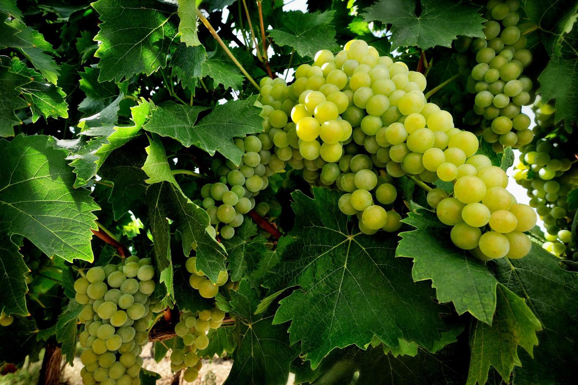 Kallikoros Country Resort & Spa Noto Kültér fotó